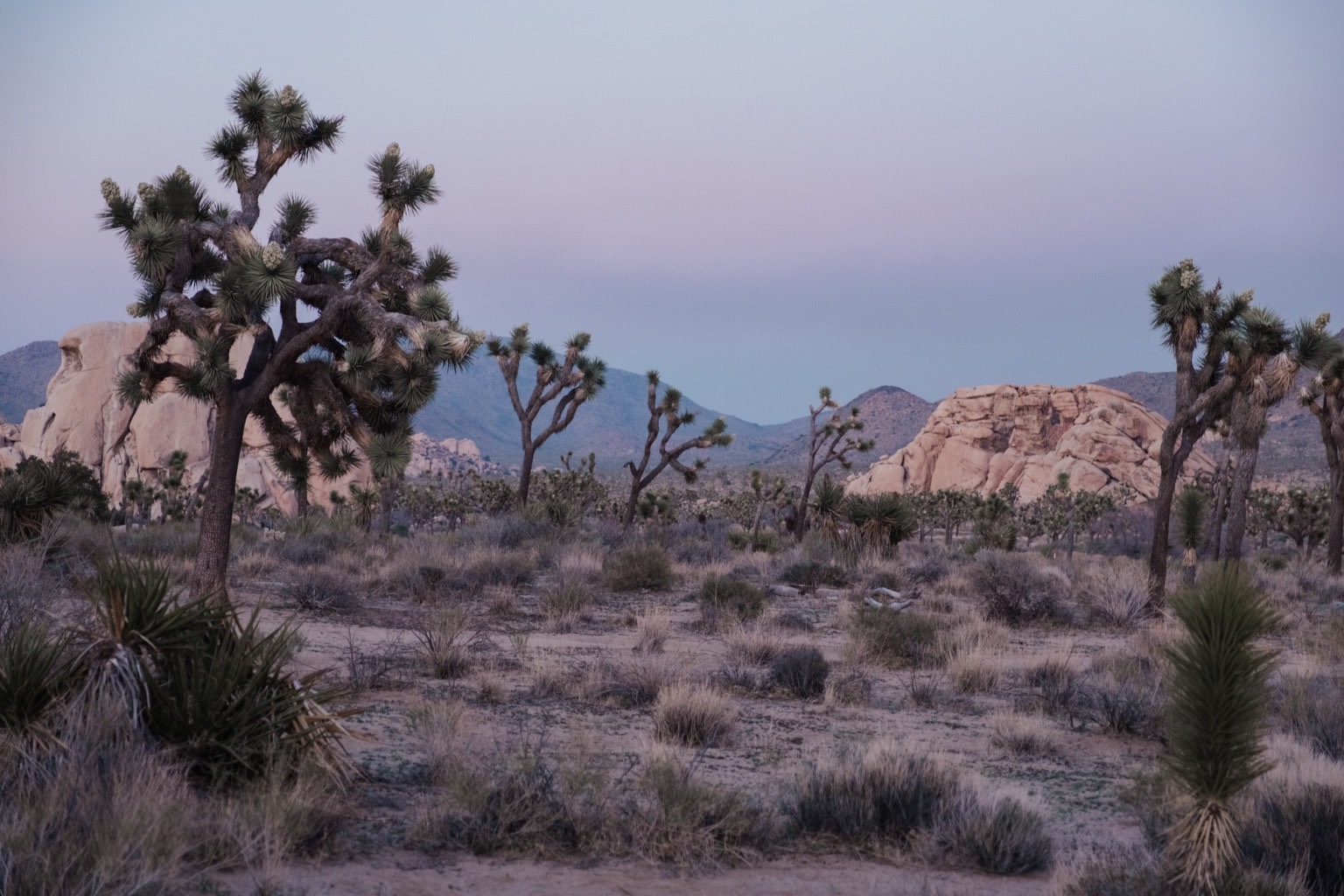Joshua Tree at dusk, California