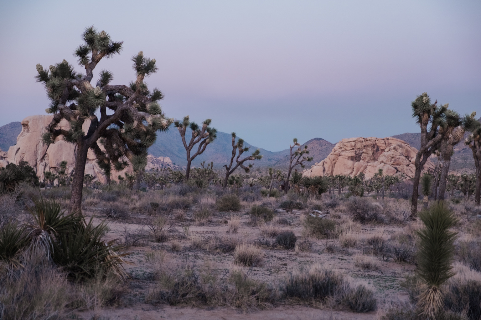 Joshua Tree at dusk, California